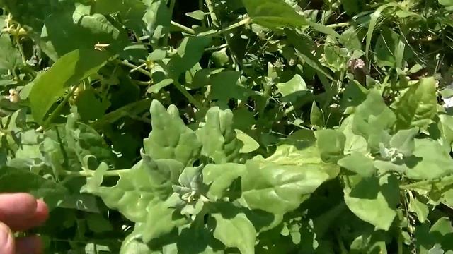 Strawberry Spinach, Yacon, New Zealand Spinach, Grapes, Codonopsis. смотреть онлайн