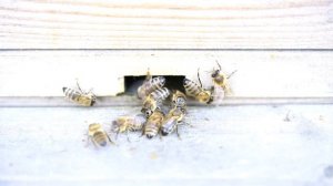 Как отличить матку?