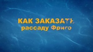 ГДЕ КУПИТЬ РАССАДУ КЛУБНИКИ ФРИГО - Высадка клубники в кокосовый субстрат