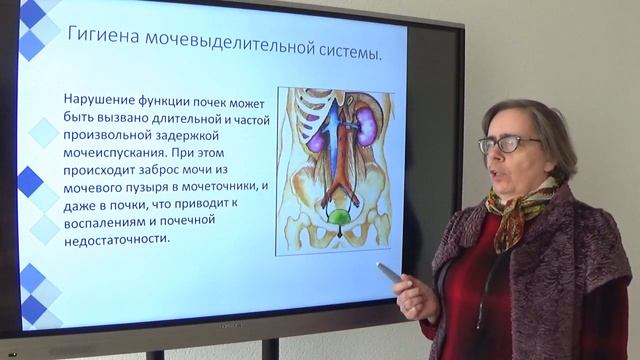 Регуляция мочеобразования Гигиена мочевыделительной системы