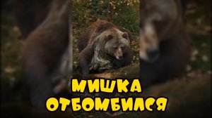 Мишка отбомбился #забавныеживотные