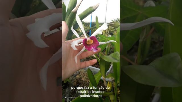 FLOR DA ORQUÍDEA CATTLEYA PURPURATA  Biólogo e Dr. Delio Jr.