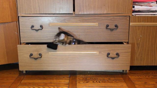 Cat Gets Out смотреть онлайн