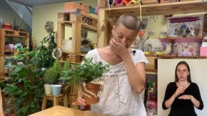 Давалия  { СУРДОПЕРЕВОД } папоротник с паучьими ножками | Красота спасет мир...