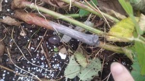 ежевика Осейдж,готовлю к зимовке, особенности сорта