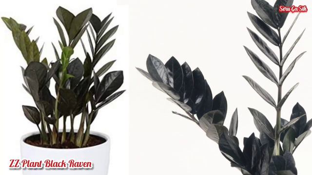 10 Tanaman Hias Cantik Yang Naik Daun di Bulan September 2022