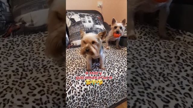 Не повышай на меня голос ? #york #dog #smile #настроение #плачу #видеоссобаками смотреть онлайн