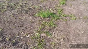 Ручной культиватор.