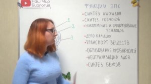 Эндоплазматическая сеть. Строение и функции.