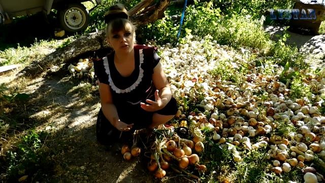 Как сохранить ЛУК до весны. Плетение ЛУКА в косу. Способы хранения лука. Как хранить лук смотреть онлайн