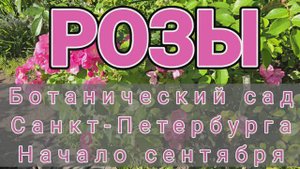 Розы. Ботанический сад Санкт-Петербурга. Начало сентября