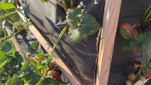 Клубника в пирамиде мой опыт выращивания ? Strawberries in a pyramid/ vertical garden +SUB