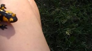 НОВЫЙ ПИТОМЕЦ! Огненная саламандра - крутое земноводное