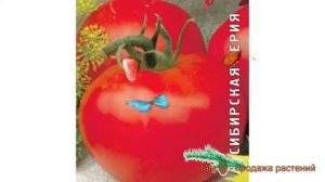 Томат обыкновенный Сибирский скороспелый ? обзор: как сажать, семена томата Сибирский скороспелый