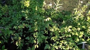 Сердцевидный орех, сверх северный.