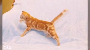 Самые маленькие котята