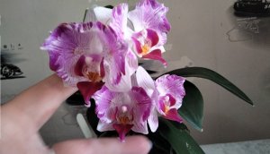 Цветёт орхидея Пинк Сансет Гёрл. Phal. Pink Sunset Girl бабочка ?