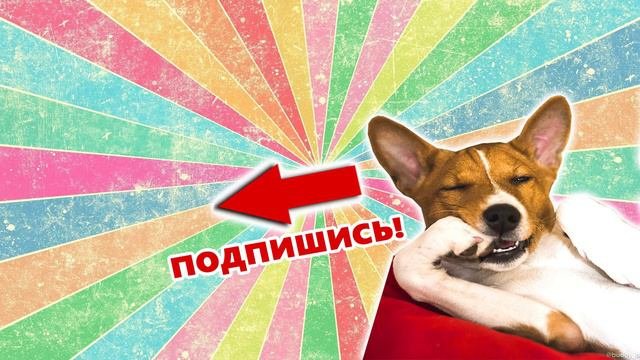Поющая басенджи | Singing basenji