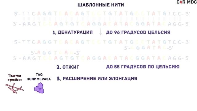 ПЦР -  диагностика вирусной инфекции, коронавируса - наглядное объяснение метода