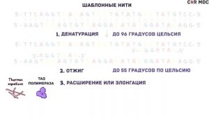 ПЦР - диагностика вирусной инфекции, коронавируса - наглядное объяснение метода