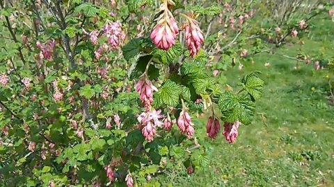 Смородина кроваво-красная - декоративноцветущий кустарник