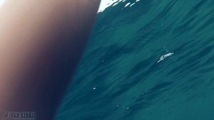 Шесть рыб приморья сибирским взглядом.  Подводная охота на дальневосточных берегах (Без обработки)