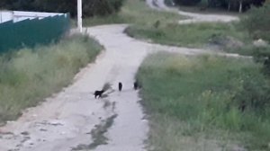 Чёрная Охрана