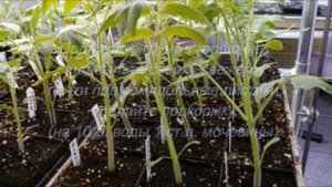 Томаты. Если рассада томатов вытянулась и стала бледно зеленой