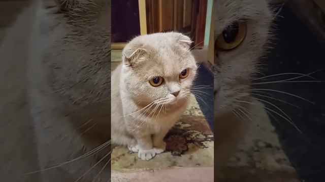 Людк, а Людк! Глянь, ведь это она! ???(х.ф. Любовь и голуби)