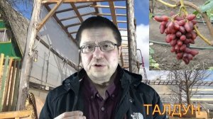 Мои сорта винограда в теплице на севере Беларуси __ My grape varieties in a greenhouse in Belarus