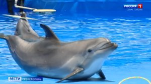 Дети военных, участвующих в спецоперации на Украине, посетили дельфинарий бесплатно