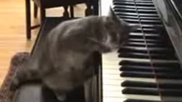 Жизнь котов 1