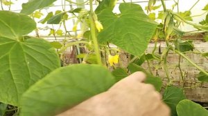 Выращивание огурцов в один побег на небольшом участке в теплице на 19.07.23.