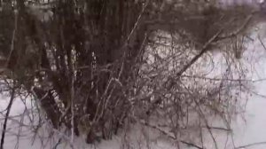 Первые охотничьи азы щенка Русско-Европейской лайки