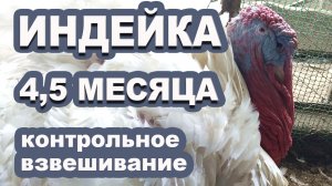 Убой индейки, вывод от 13 мая. Весовыми показателями довольны