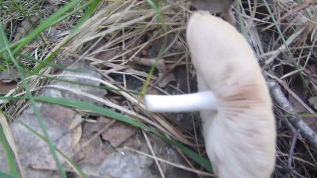 Шампиньон* байки грибника* смотреть онлайн