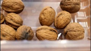 Посылка с орехами. Где я заказываю орехи для выращивания саженцев. Чёрный орех, грецкий, пекан