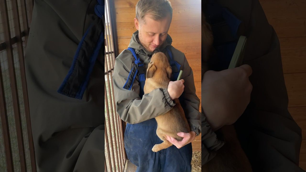 Скучаю по этому приюту #дорогадобра #приютдлясобак #можноястобой смотреть онлайн