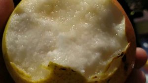 Груша Пинголи