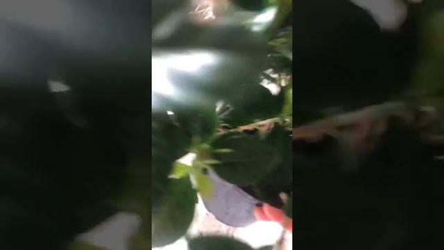 Growing a flowering Gardenia plant смотреть онлайн