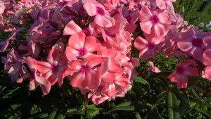 ФЛОКС метельчатый«Оленька» - P.paniculata ‘Olenka’ : П.Г.Гаганов; Россия, 1938 г