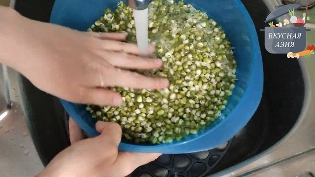 Как прорастить маш в домашних условиях/How To Germinate Mung Bean At Home.