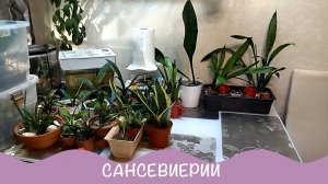 Сансевиерия. Готовлюсь к пересадке.