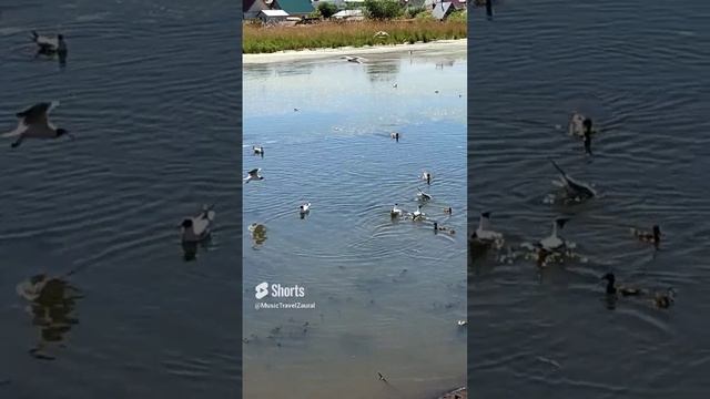 Наглые чайки гоняют маленьких утят