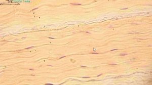 СУХОЖИЛИЕ продольный срез