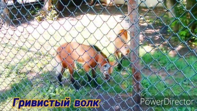 В гостях у Московского зоопарка смотреть онлайн