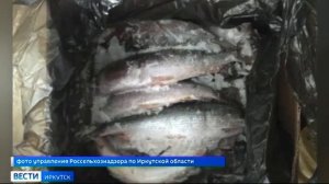 На посту «Рубеж» в Иркутской области задержана крупная партия байкальского омуля.mp4