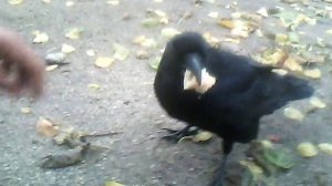 Ручной ворон Каркуша.