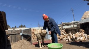 На даче занимаюсь с собаками.