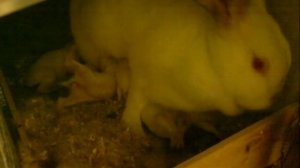 Кормление 3-х дневных крольчат